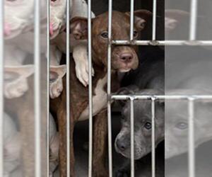 Medium American Pit Bull Terrier Mix