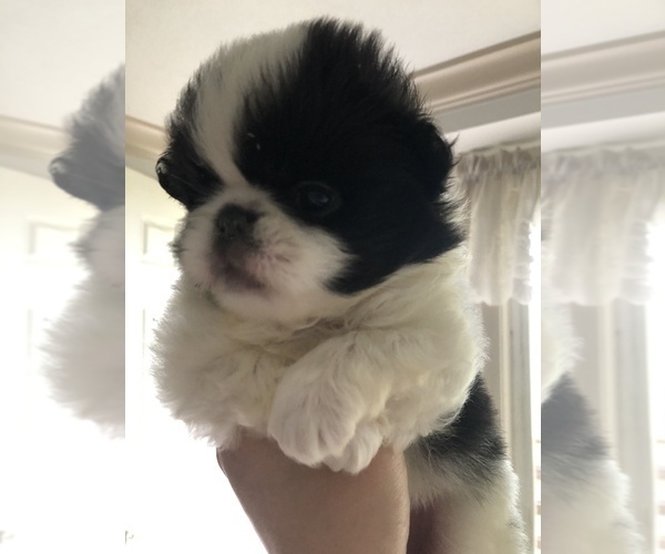 Medium Photo #4 Japanese Chin Puppy For Sale in SEABECK, WA, USA
