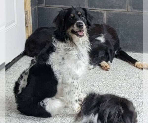 Medium Photo #3 Border Collie Puppy For Sale in Highland, IL, USA