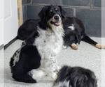 Small #2 Border Collie
