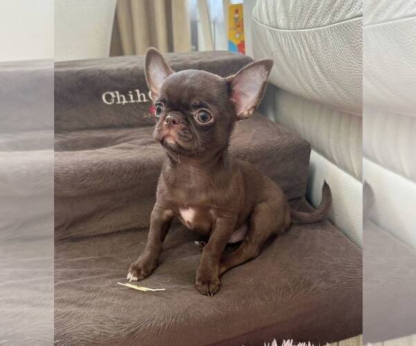 Medium Photo #1 Chihuahua Puppy For Sale in Tula, Tula, Russia