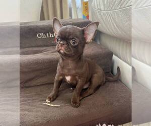 Chihuahua Puppy for sale in Tula, Tula, Russia