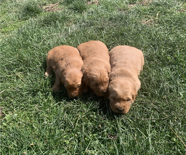 Medium Photo #11 Golden Retriever Puppy For Sale in CLEVER, MO, USA