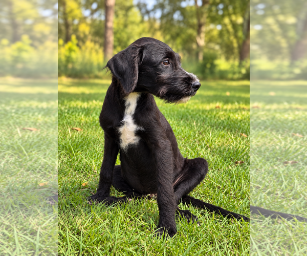 Medium Photo #4 Miniature Labradoodle Puppy For Sale in PIPE CREEK, TX, USA