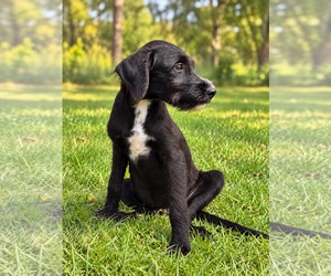 Caleb - Male Miniature Labradoodle Dog for Adoption - Photo #4