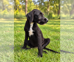 Small Photo #4 Miniature Labradoodle Puppy For Sale in PIPE CREEK, TX, USA