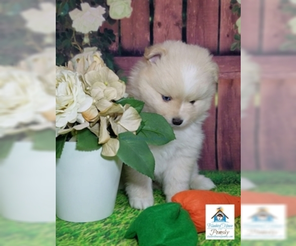Medium Photo #23 Pomsky Puppy For Sale in RAMSEY, MN, USA