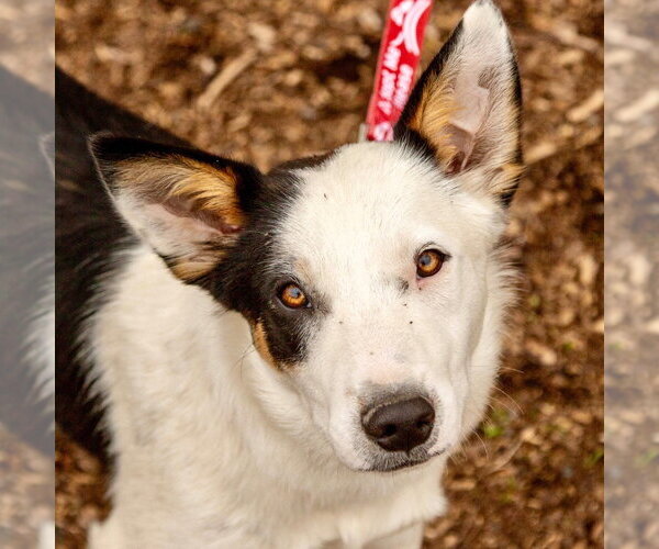 Medium Photo #1 Border Collie-Unknown Mix Puppy For Sale in Canton, CT, USA