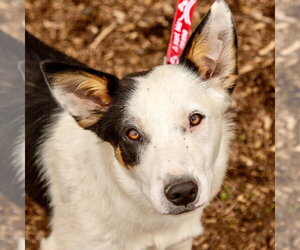 Border Collie-Unknown Mix Dogs for adoption in Canton, CT, USA