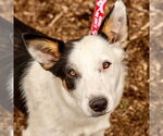 Small Border Collie Mix