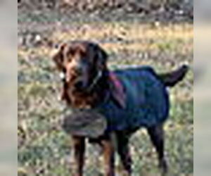 Kimbra - owner rehome - Female Labrador Retriever Dog for Adoption - Photo #4