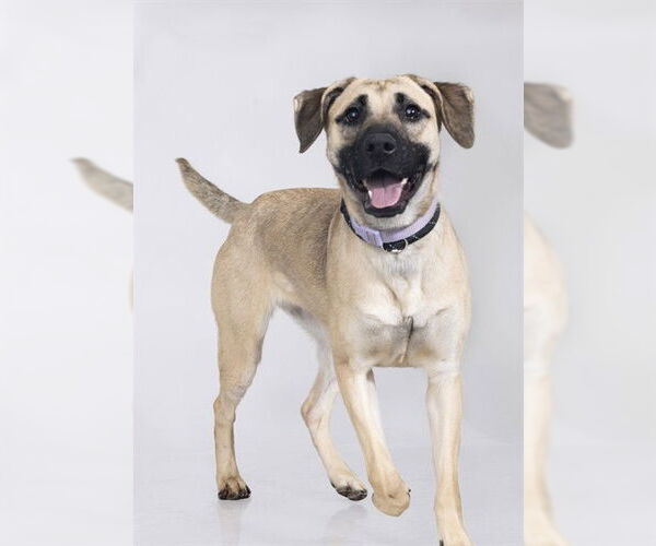 Medium Photo #1 Mutt Puppy For Sale in Ogden, UT, USA