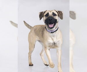 Mutt Dogs for adoption in Ogden, UT, USA