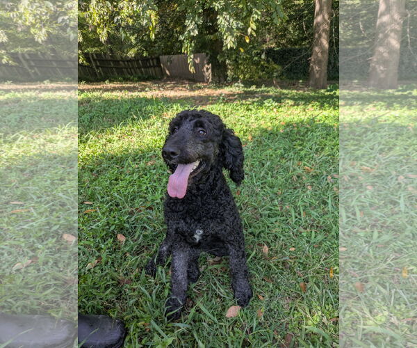 Medium Photo #3 Poodle (Standard)-Unknown Mix Puppy For Sale in Thomasville, NC, USA
