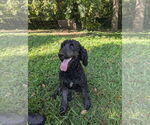 Small #2 Poodle (Standard) Mix