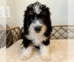Puppy Wizard Australian Mountain Dog