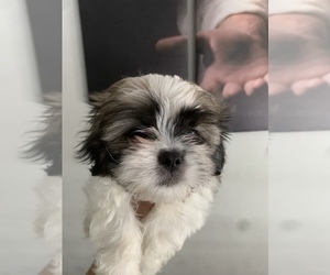 Shih Tzu Puppy for sale in HAWAIIAN GARDENS, CA, USA
