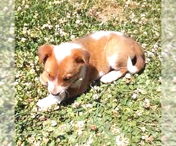 Medium Photo #4 Mutt Puppy For Sale in Rutherfordton, NC, USA