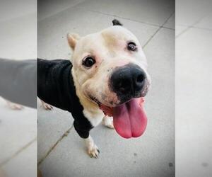 American Pit Bull Terrier Dogs for adoption in Tulsa, OK, USA