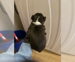 Small #1 Boston Terrier
