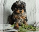 Small Photo #1 Cockapoo-Poodle (Miniature) Mix Puppy For Sale in GAP, PA, USA