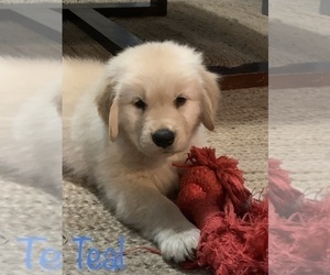 Golden Retriever Puppy for sale in WILM, NC, USA