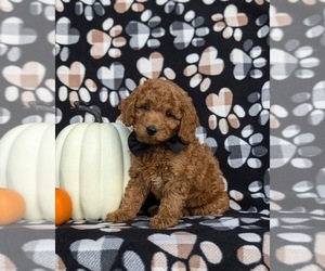 Miniature Labradoodle Puppy for sale in NOTTINGHAM, PA, USA