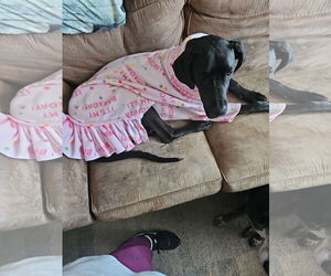 Great Dane Dogs for adoption in Buffalo, MN, USA