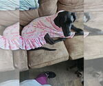 Small Great Dane