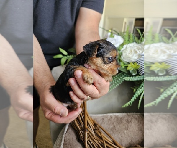 Medium Photo #3 Yorkshire Terrier Puppy For Sale in SALEM, OR, USA
