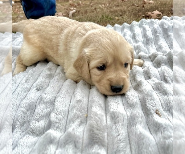 Medium Photo #1 Golden Retriever Puppy For Sale in CONCORD, VA, USA