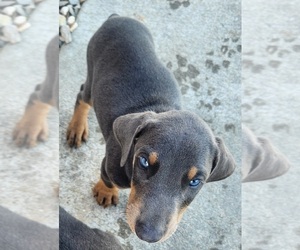 Doberman Pinscher Puppy for sale in COMMERCE, TX, USA