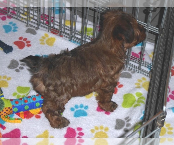 Medium Photo #2 Yorkshire Terrier Puppy For Sale in ORO VALLEY, AZ, USA