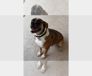 Boxer Dogs for adoption in Austin, TX, USA