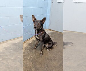 Serendipity - Female Mutt Dog for Adoption - Photo #2