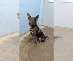 Small Photo #2 Mutt Puppy For Sale in Evansville, IN, USA