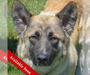 German Shepherd Dog-Unknown Mix Dogs for adoption in Huntley, IL, USA