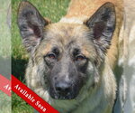 Small German Shepherd Dog Mix