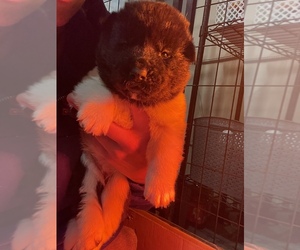 Akita Puppy for sale in FORT WAYNE, IN, USA