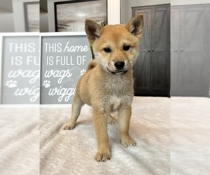 Shiba Inu Puppy for sale in FRANKLIN, IN, USA