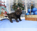 Small Photo #24 Poodle (Toy) Puppy For Sale in CHANUTE, KS, USA