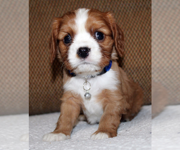 Medium Photo #16 Cavalier King Charles Spaniel Puppy For Sale in SPRING HILL, FL, USA