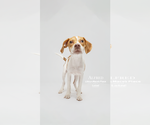 Small #1 Mutt