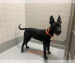 Labrador Retriever Dogs for adoption in Orange, CA, USA