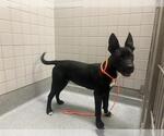 Small Labrador Retriever