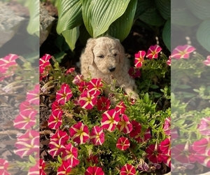 Poodle (Standard) Puppy for sale in SCALES MOUND, IL, USA