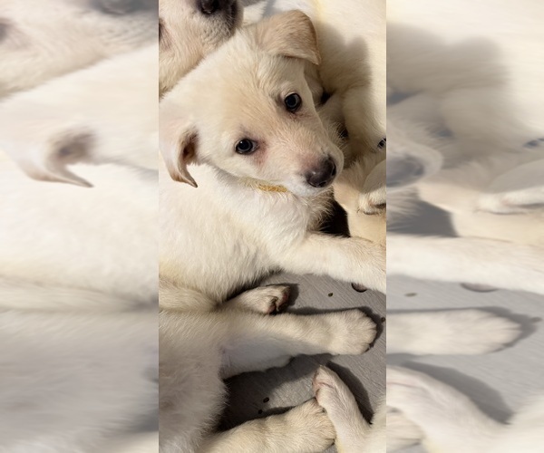 Medium Photo #2 German Shepherd Dog Puppy For Sale in PORT RICHEY, FL, USA