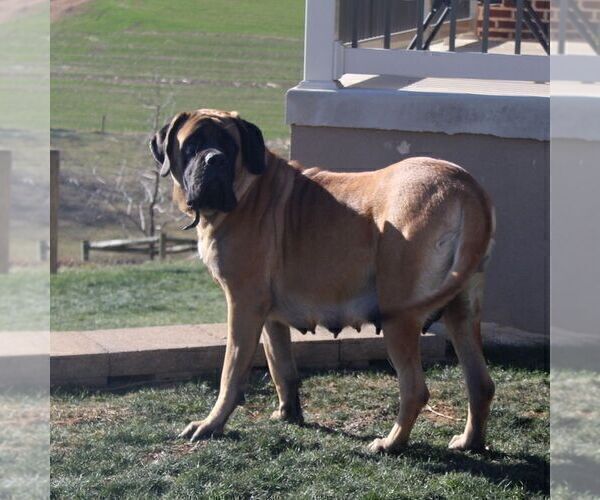 Medium Photo #1 Mastiff Puppy For Sale in RED LION, PA, USA