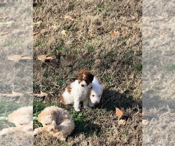 Medium Photo #14 Pom-A-Poo Puppy For Sale in OWINGS, MD, USA