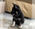 Small #25 German Shepherd Dog